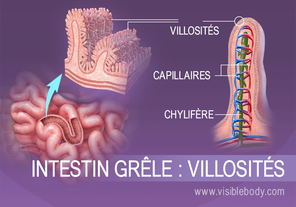 Gros plan des villosités de l'intestin grêle