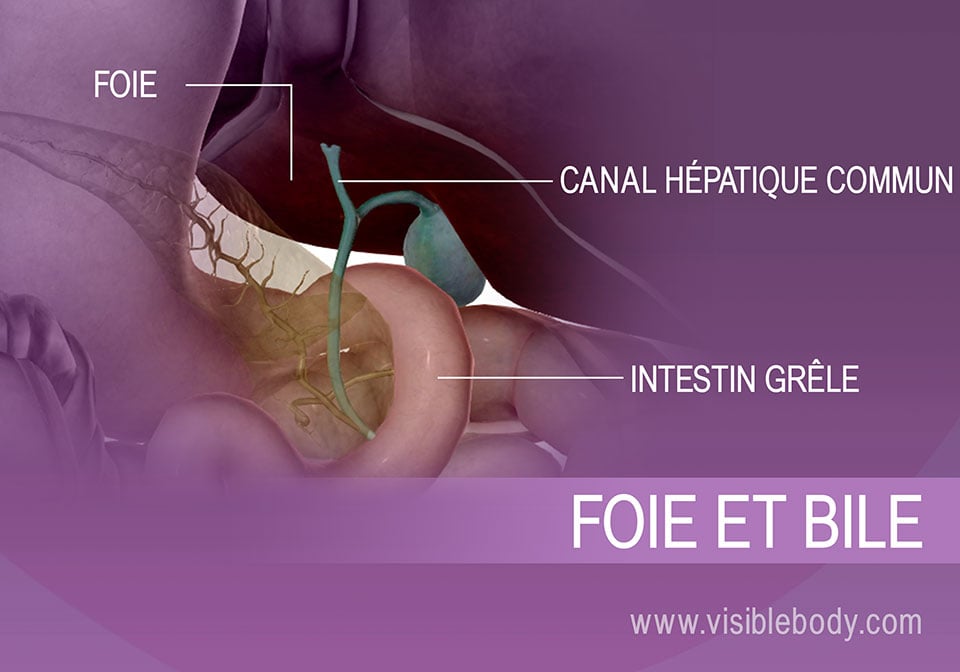 Sécrétion de bile provenant de la vésicule biliaire