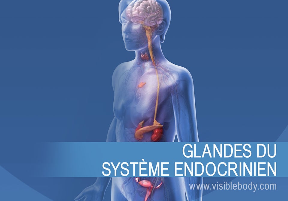 Les glandes endocrines et leur fonctionnement
