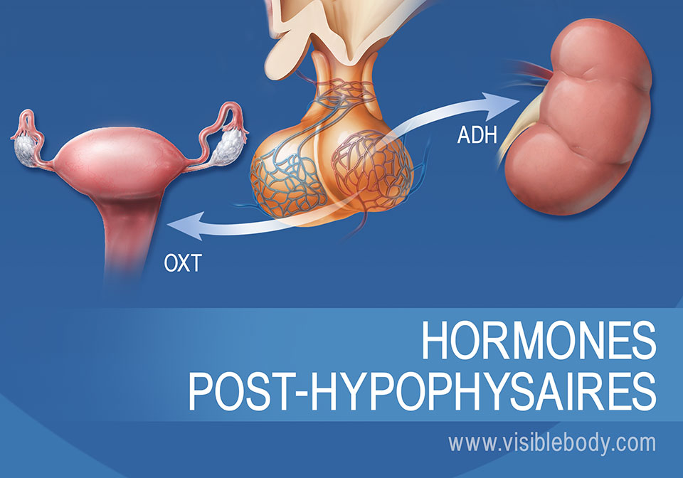 Schéma de l'hypophyse et des hormones post-hypophysaires