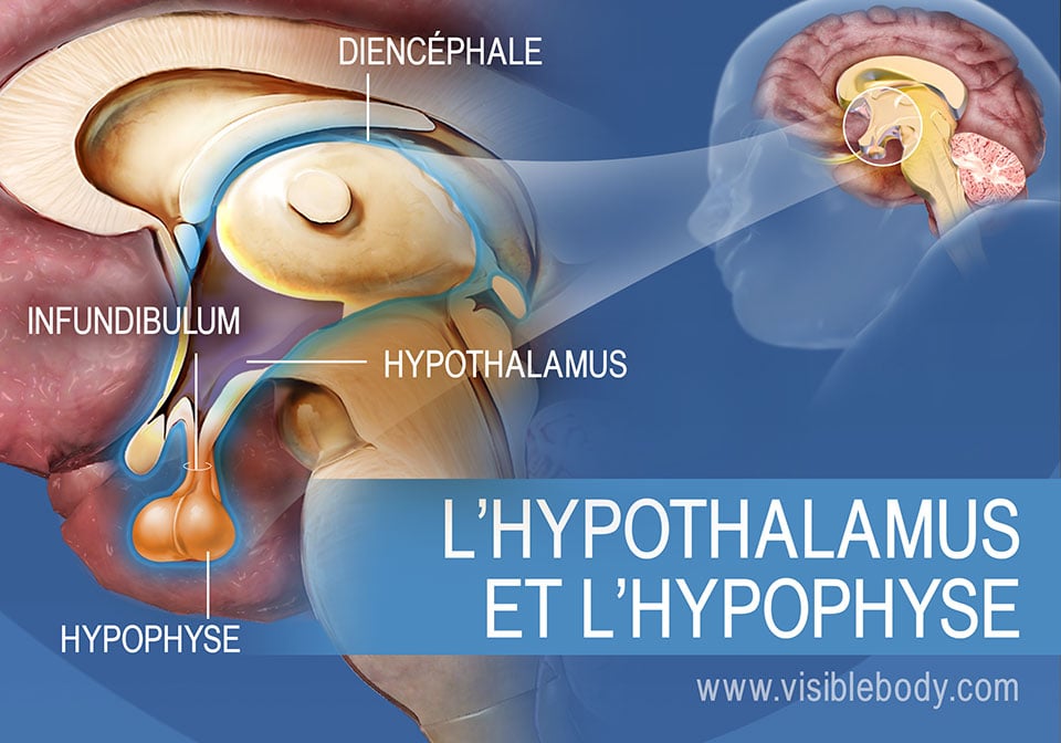 Schéma de l'hypothalamus et de l'hypophyse, avec l'infundibulum et le diencéphale