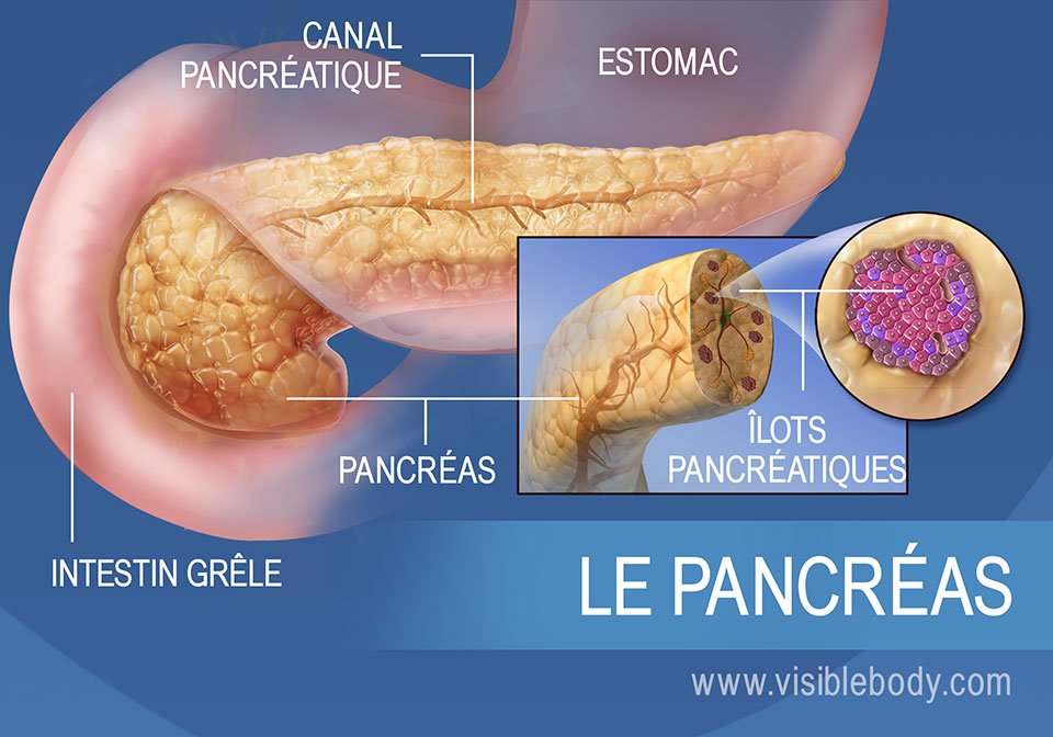 Schéma du pancréas, illustrant le canal pancréatique, les îlots pancréatiques, l'estomac et l'intestin grêle