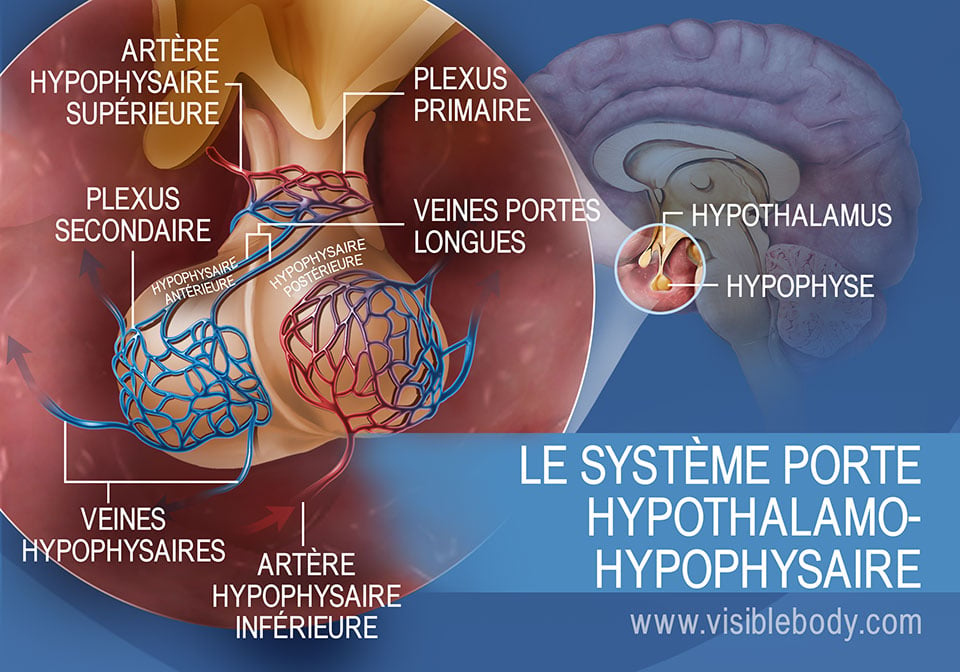 Schéma du système porte hypothalamo-hypophysaire dans l'hypophyse, regroupant les veines hypophysaires et les artères hypophysaires supérieure et inférieure