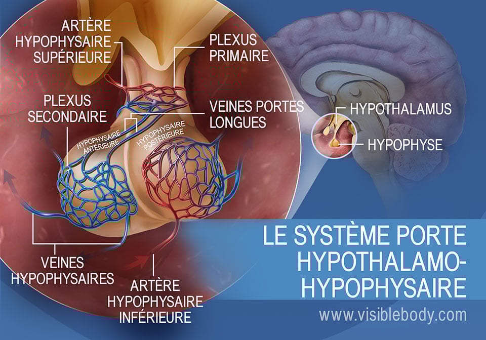 Schéma du système porte hypothalamo-hypophysaire dans l'hypophyse, regroupant les veines hypophysaires et les artères hypophysaires supérieure et inférieure