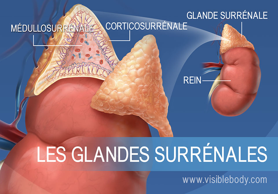 Schéma des glandes surrénales, illustrant la médullosurrénale, la corticosurrénale et le rein
