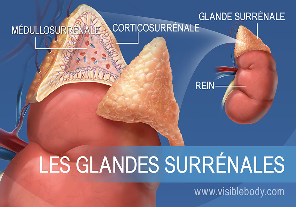 Glandes Endocrines