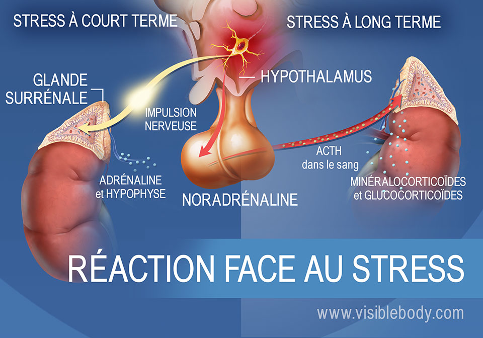 Schéma des hormones impliquées dans une réaction à court ou long terme face au stress, illustrant l'hypothalamus, l'hypophyse et les surrénales