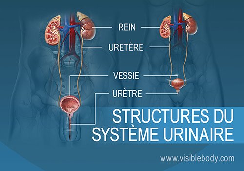 Comparaison entre les systèmes urinaires masculin et féminin
