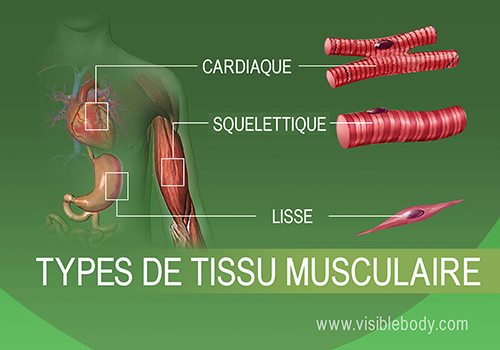 Muscle cardiaque, muscle squelettique et muscle lisse dans le corps humain