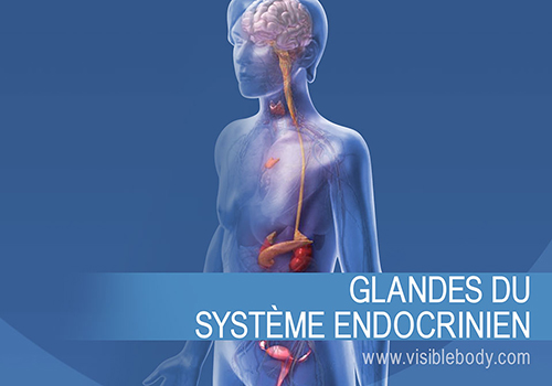 Les glandes endocrines et leur fonctionnement