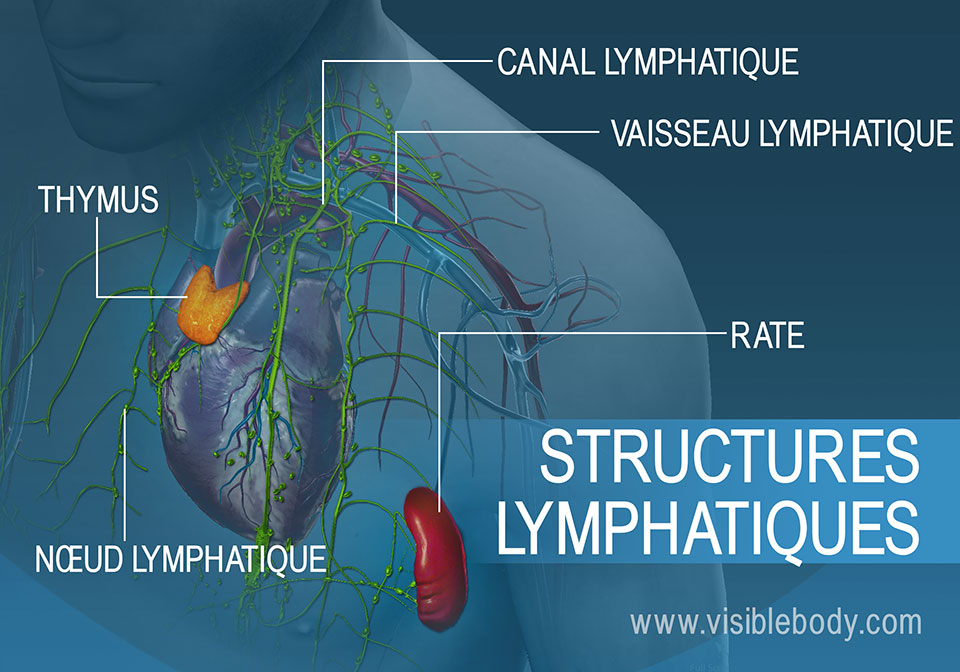 Les structures lymphatiques regroupent le thymus, les nœuds lymphatiques, les vaisseaux et la rate