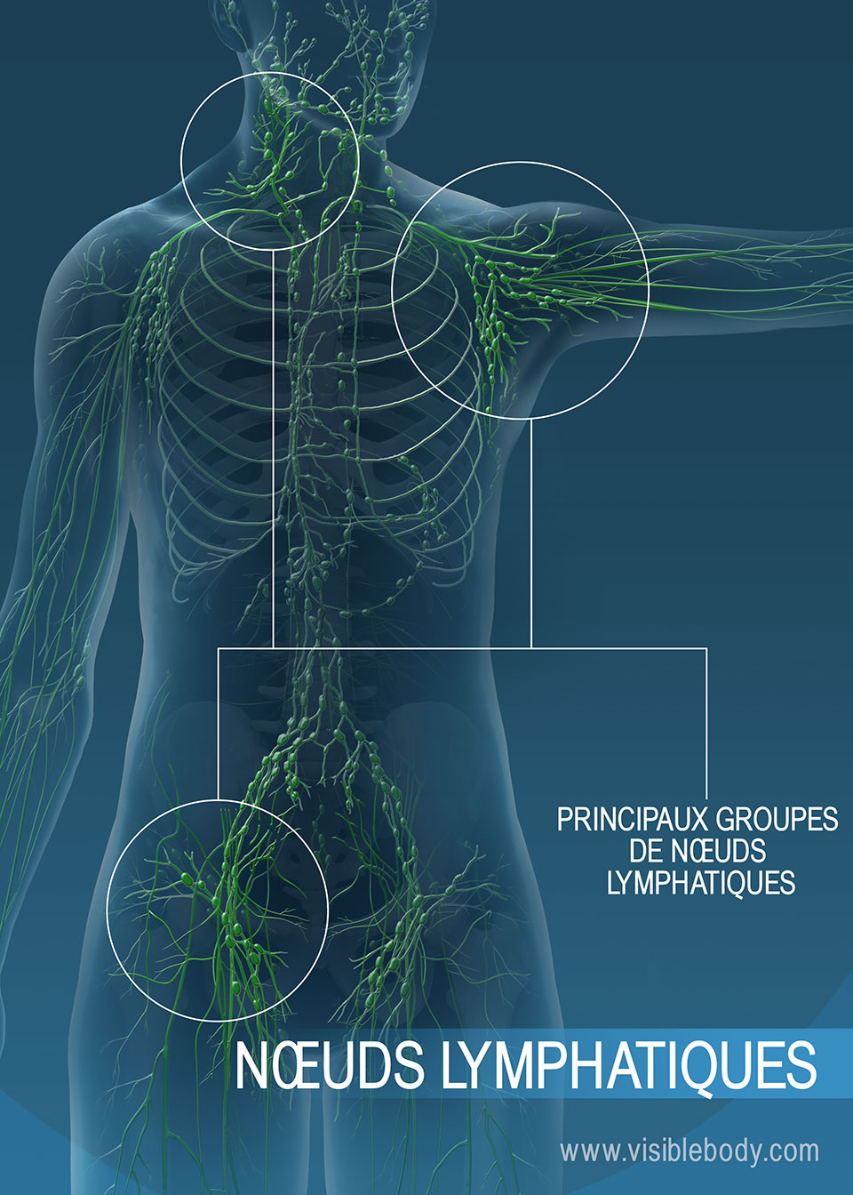 Les nœuds lymphatiques permettent de filtrer les substances indésirables présentes dans la lymphe.