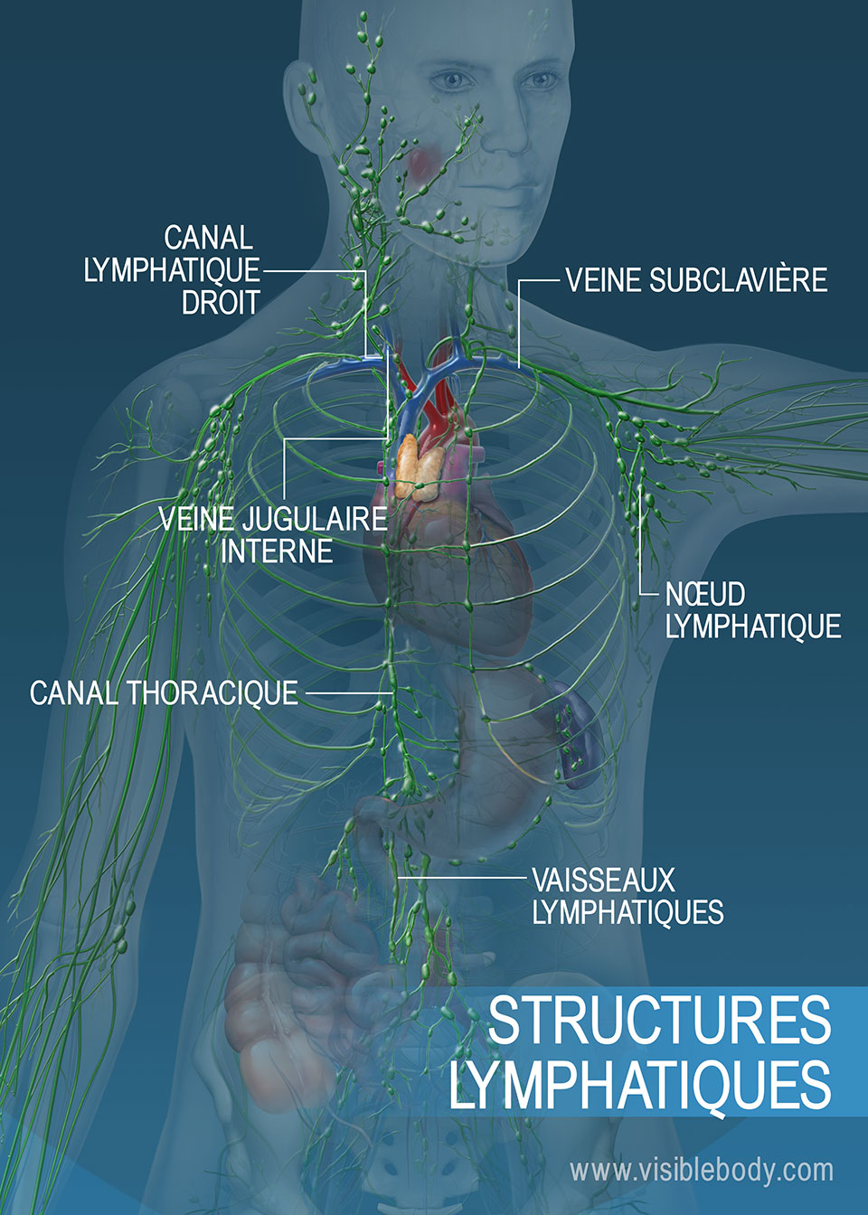 Le réseau de vaisseaux lymphatiques dans le torse et les bras. Les principales structures regroupent le canal thoracique, le canal lymphatique droit et les vaisseaux lymphatiques.