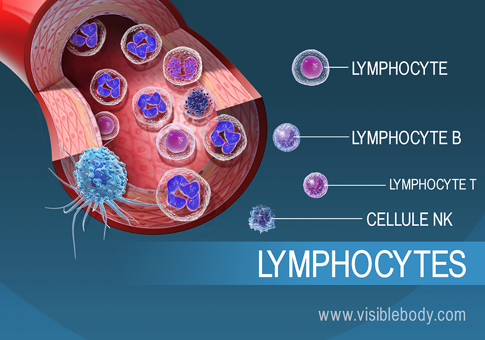 Informations sur les différents types de lymphocytes