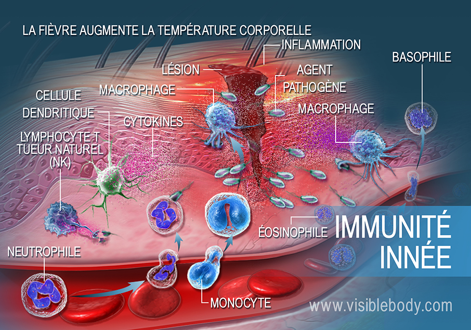 Système immunitaire passif réagissant face à un trauma