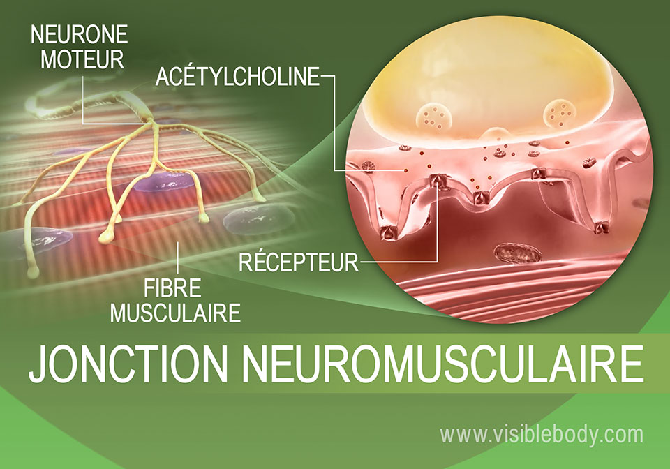 Processus d'innervation des muscles