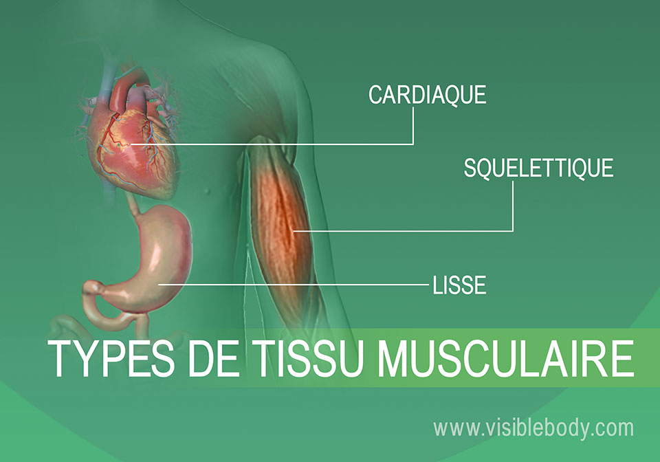 2B-Types-de-tissu-musculaire