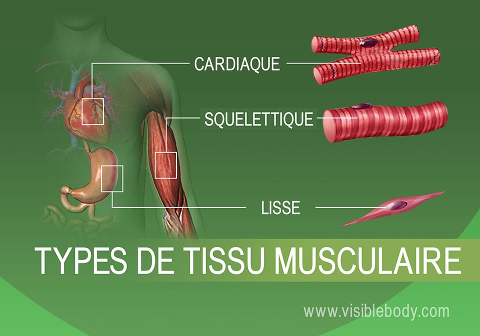 Muscle cardiaque, muscle squelettique et muscle lisse dans le corps humain