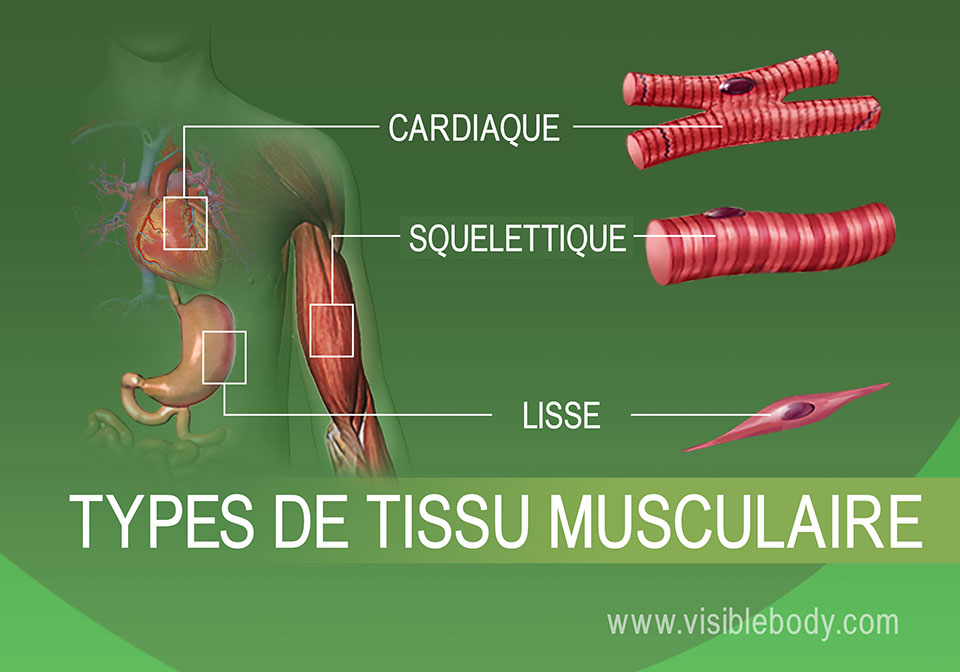 Types De Tissus Musculaires September Is Muscular Dystrophy Awareness