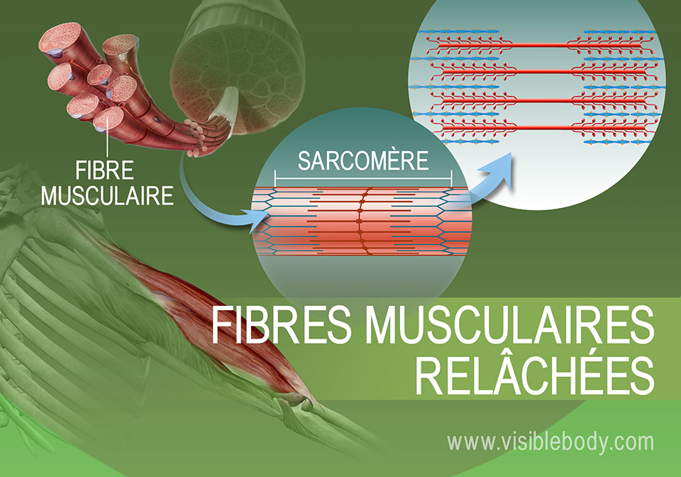 État relâché des filaments d'actine et de myosine