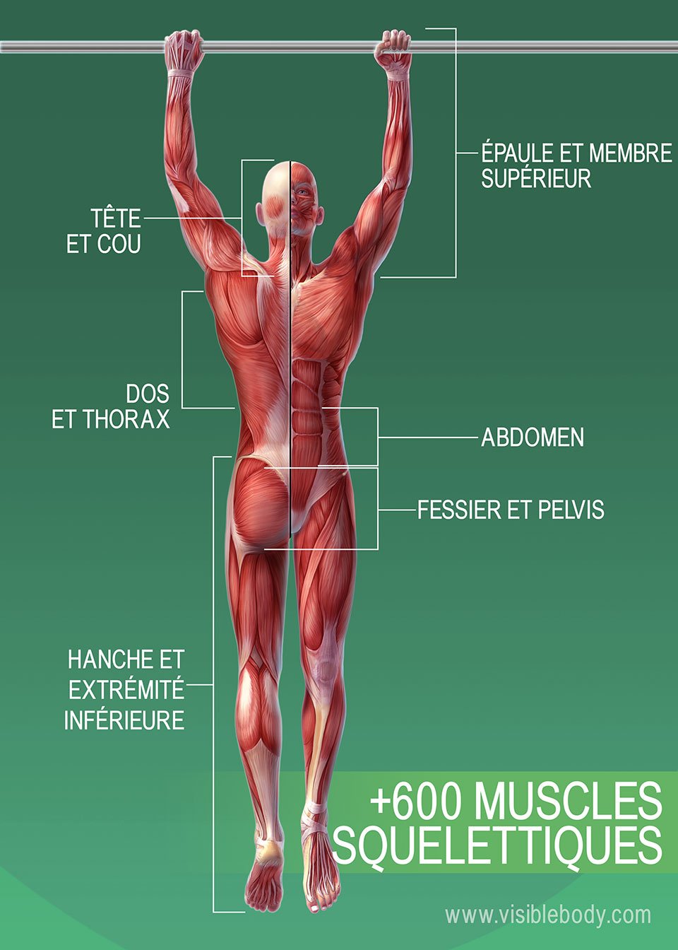 SQUELETTE HUMAIN AVEC REPRESENTATION DES MUSCLES