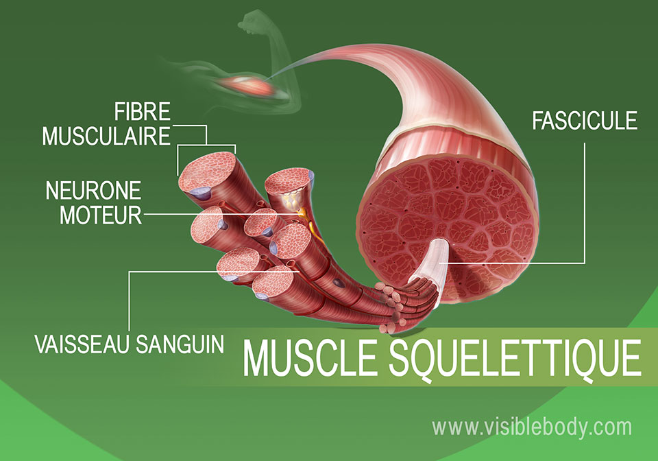 Vue élargie du tissu musculaire squelettique