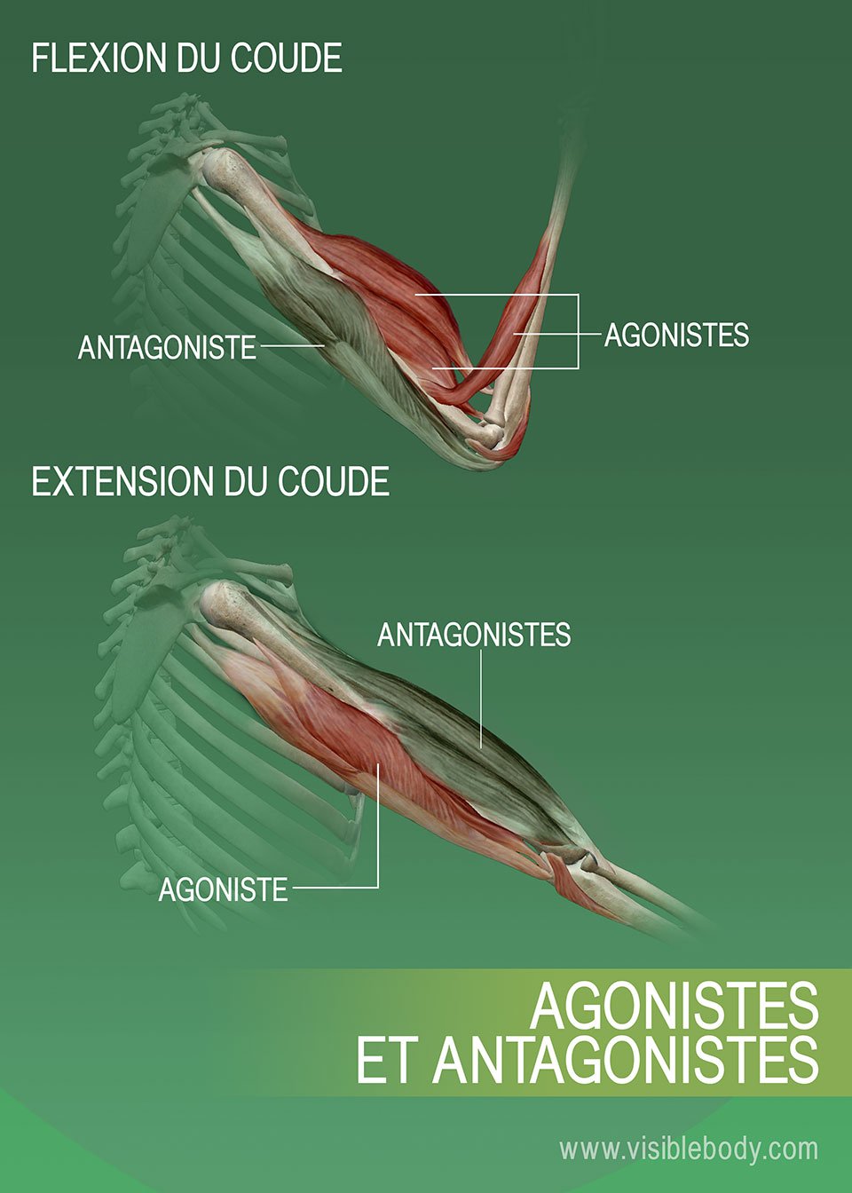 Agonistes, antagonistes et synergistes des muscles