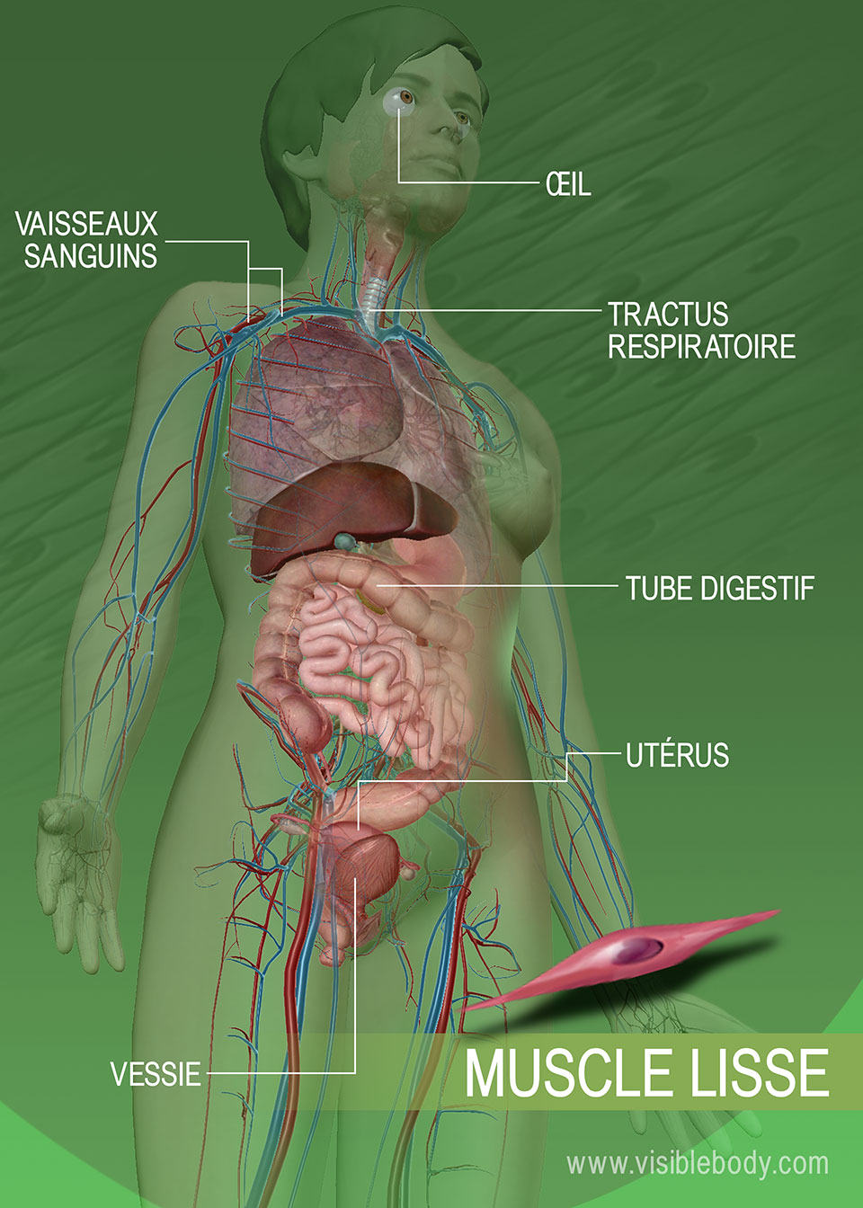 Modèle Anatomique Du Corps Humain Avec Systèmes Musculaire Et