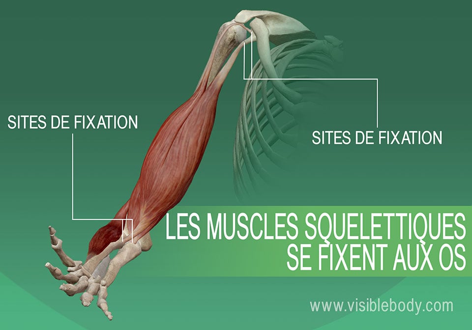 Aperçu des muscles  Apprentissage de l'anatomie musculaire