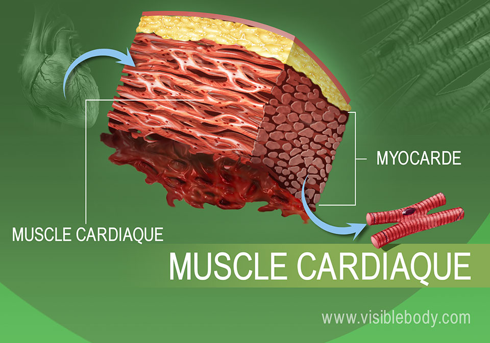 Gros plan du tissu musculaire cardiaque dans le corps humain