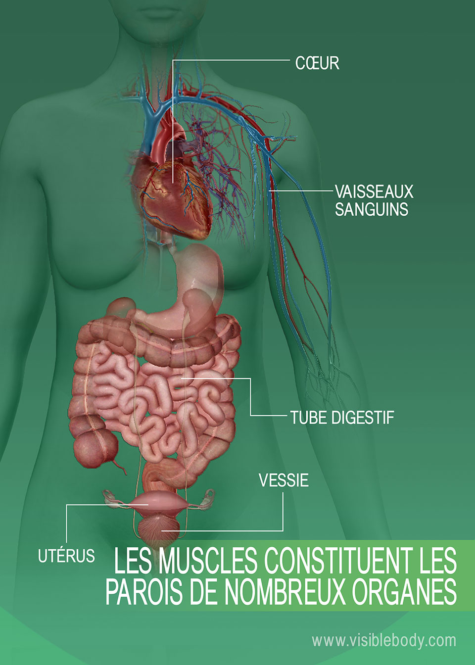 Aperçu des muscles  Apprentissage de l'anatomie musculaire