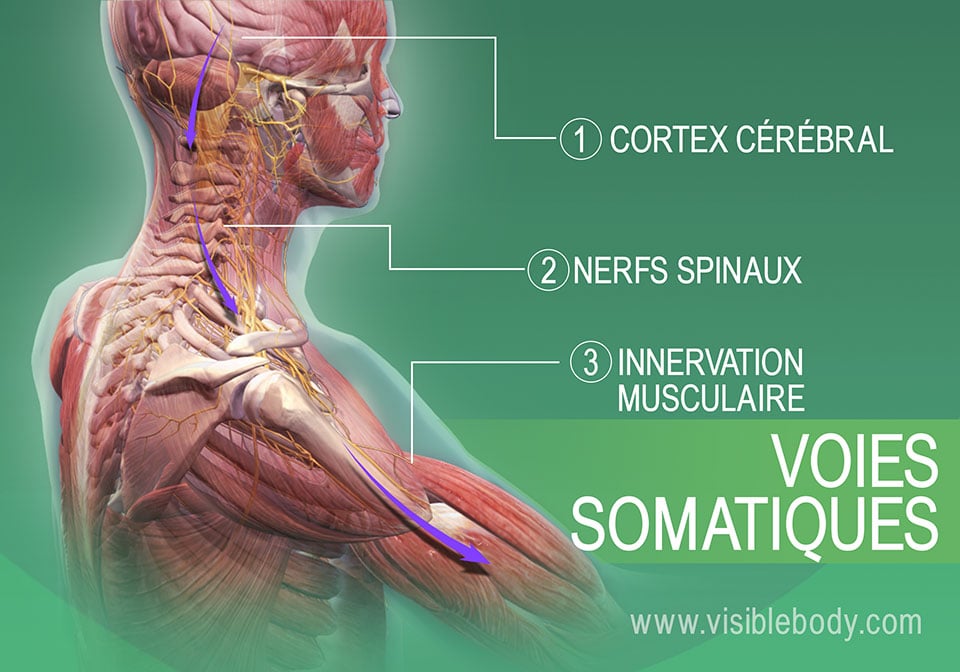 Voies somatiques de l'innervation des muscles