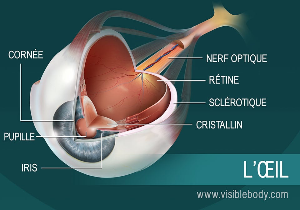 Schéma en coupe transversale de l'œil