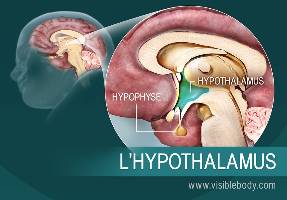 L'hypothalamus et son emplacement dans le cerveau