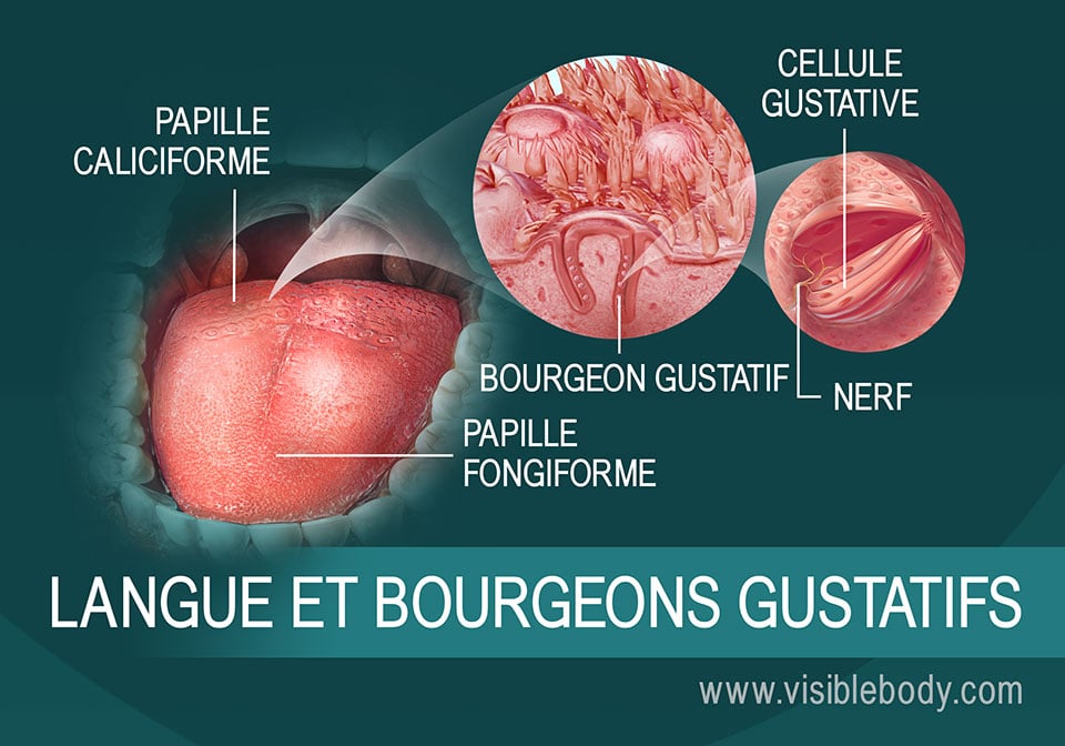 Schéma de la langue et des bourgeons olfactifs