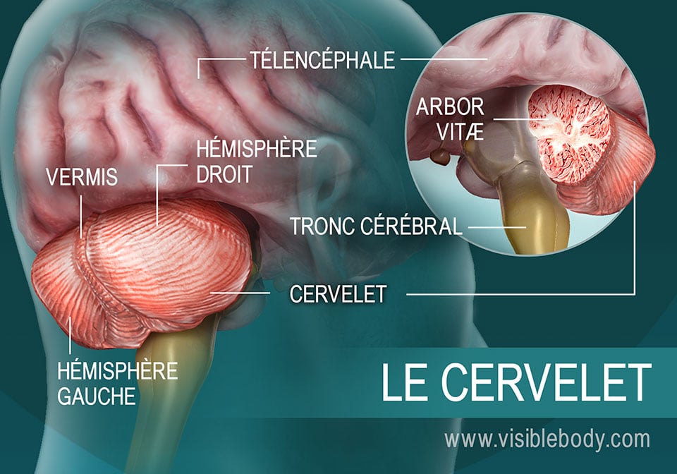 Modèle anatomique du cerveau