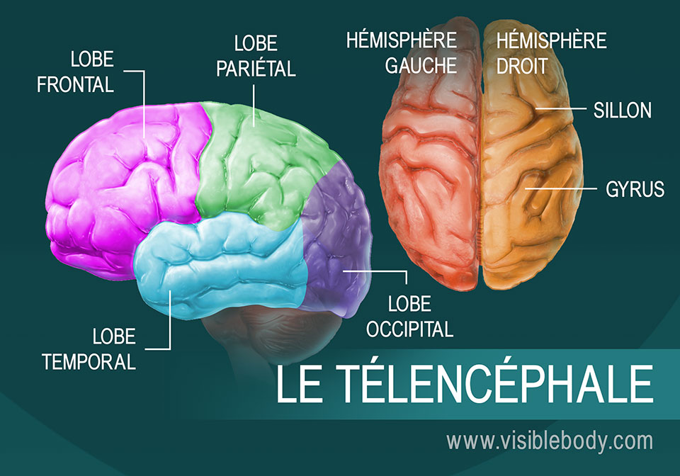 Schéma des parties du télencéphale