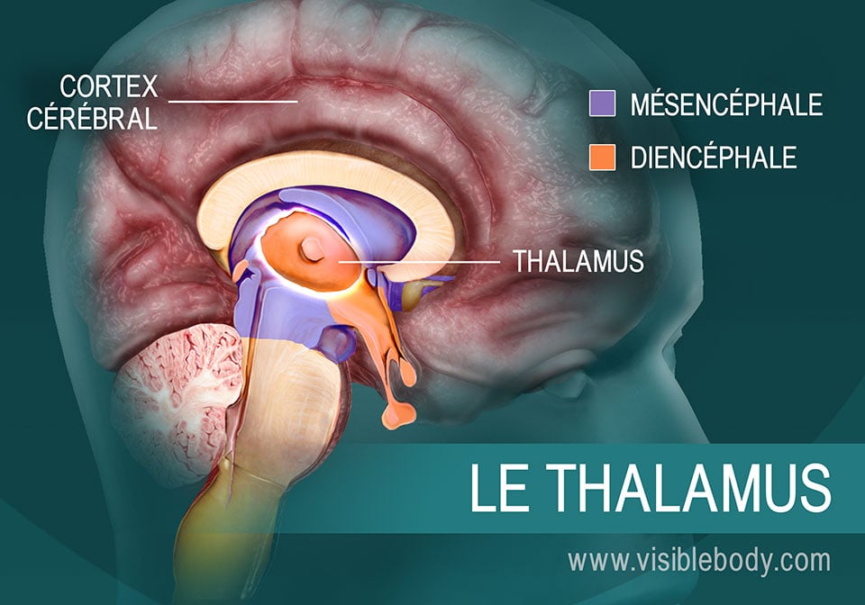 Le thalamus et son emplacement dans le cerveau