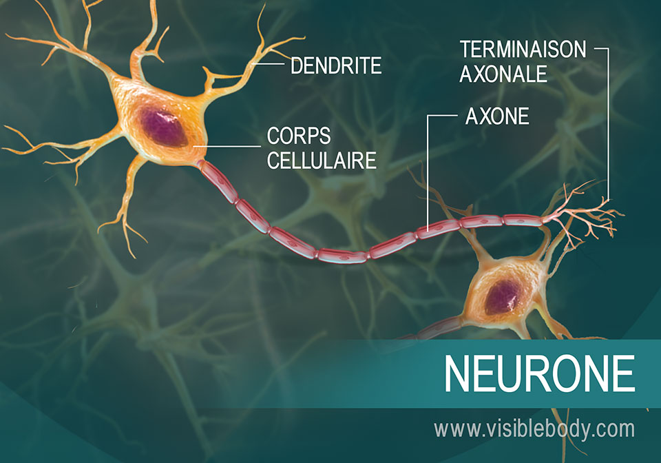 Aperçu de la manière dont les neurones transmettent les messages sous forme de signaux électriques