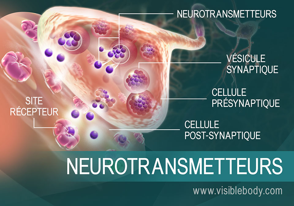 Aperçu du déplacement des neurotransmetteurs entre les synapses