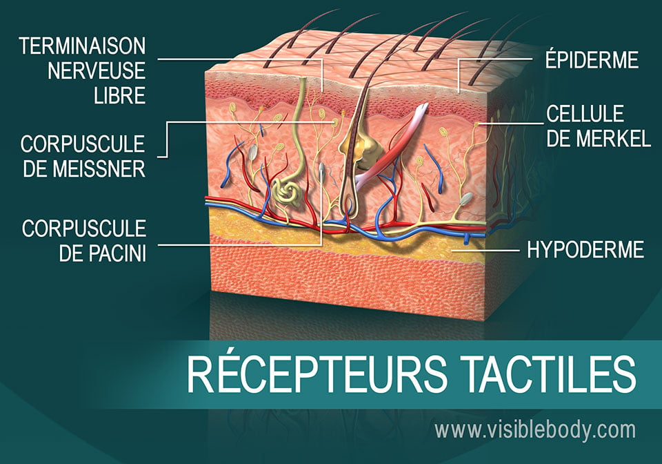 Coupe transversale de la peau illustrant les récepteurs tactiles