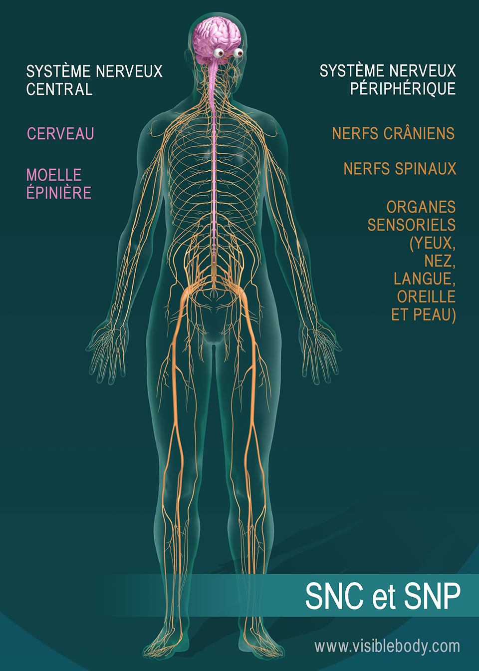 Aper u Du Syst me Nerveux Aper u Du Syst me Nerveux