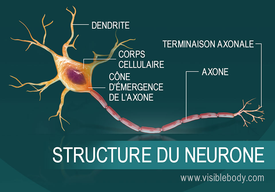 Schéma de la structure d'un neurone