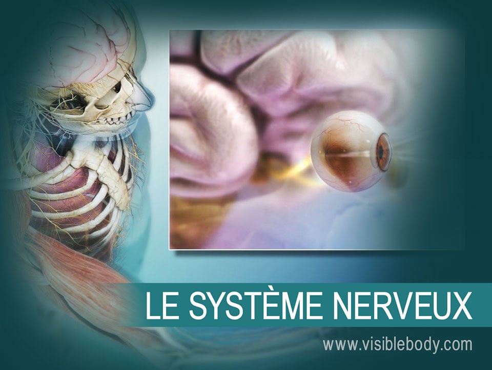 Le cerveau et la moelle épinière constitue le système nerveux central (SNC). Les nerfs crâniens, les nerfs spinaux et les organes sensoriels constituent le système nerveux périphérique (SNP).