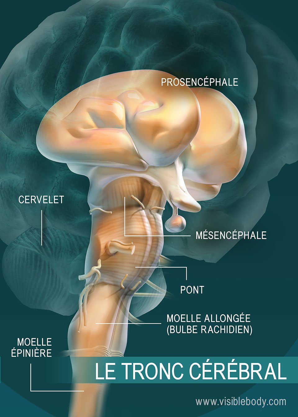 Schéma des parties du tronc cérébral