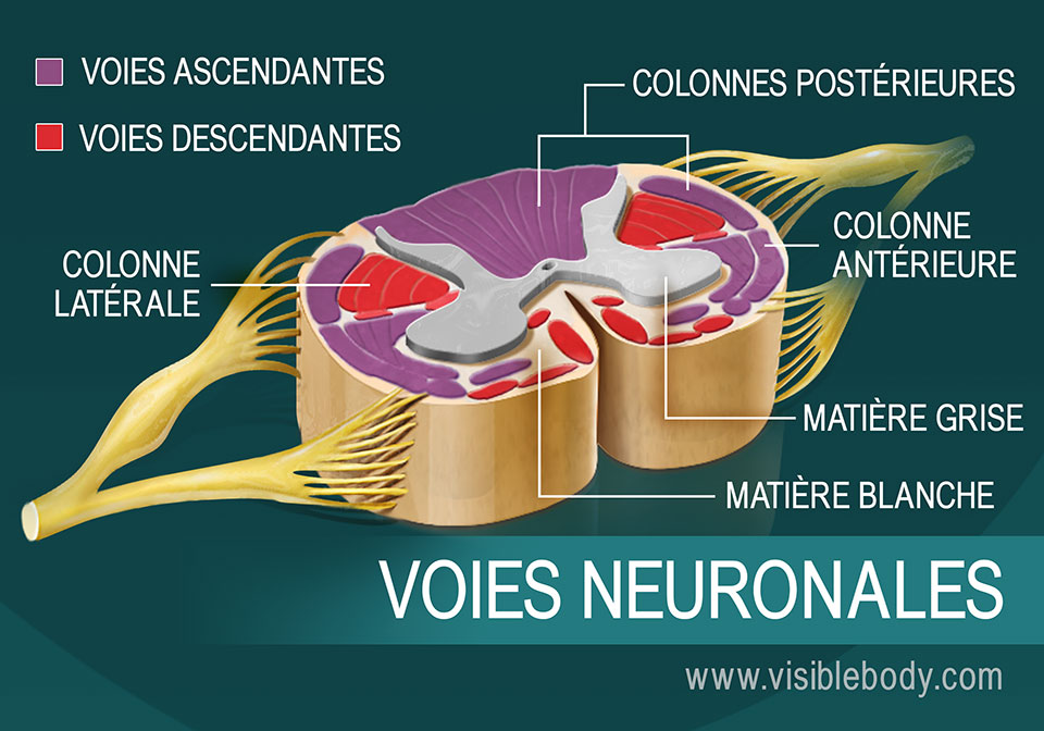 3. Les neurones de la moelle épinière constituent les voies neuronales