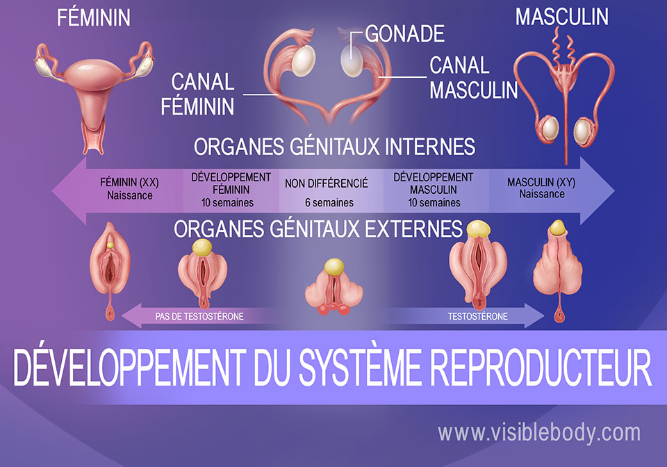 Différenciation génitale du fœtus