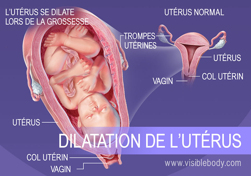 Évolution de la taille de l'utérus au cours de la grossesse