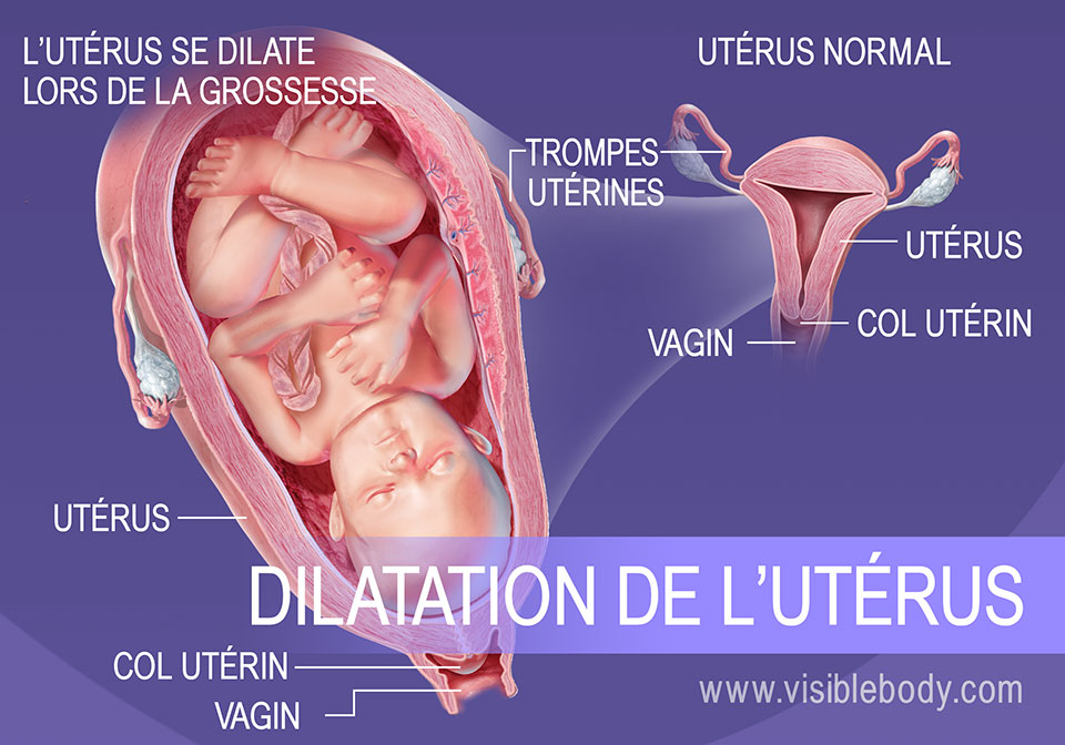 Évolution de la taille de l'utérus au cours de la grossesse