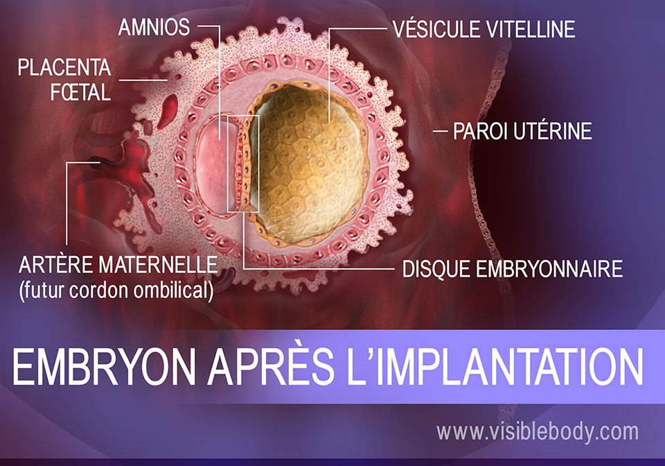 Structures embryonnaires dans l'utérus